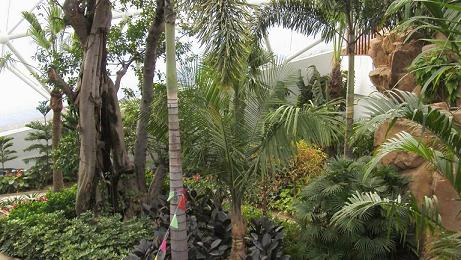 春天的石港......