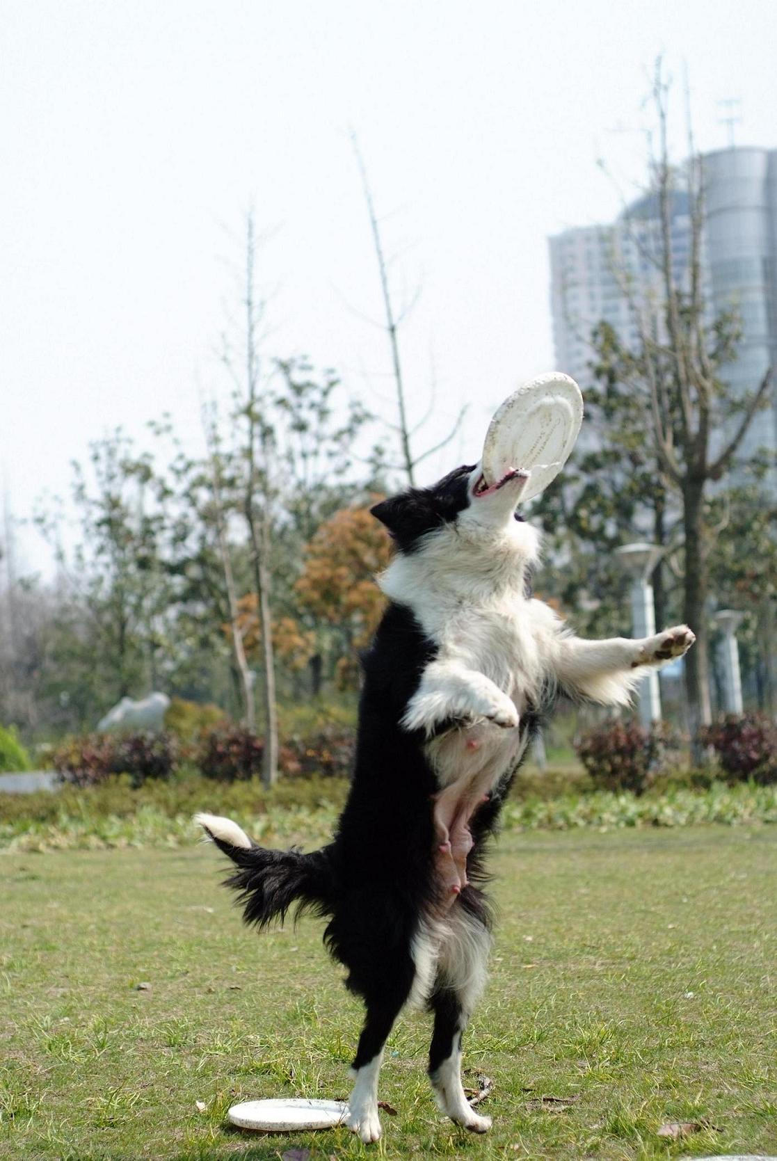 看看我家希茜的表演秀