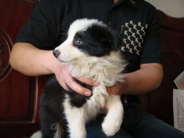 看看我家希茜的表演秀