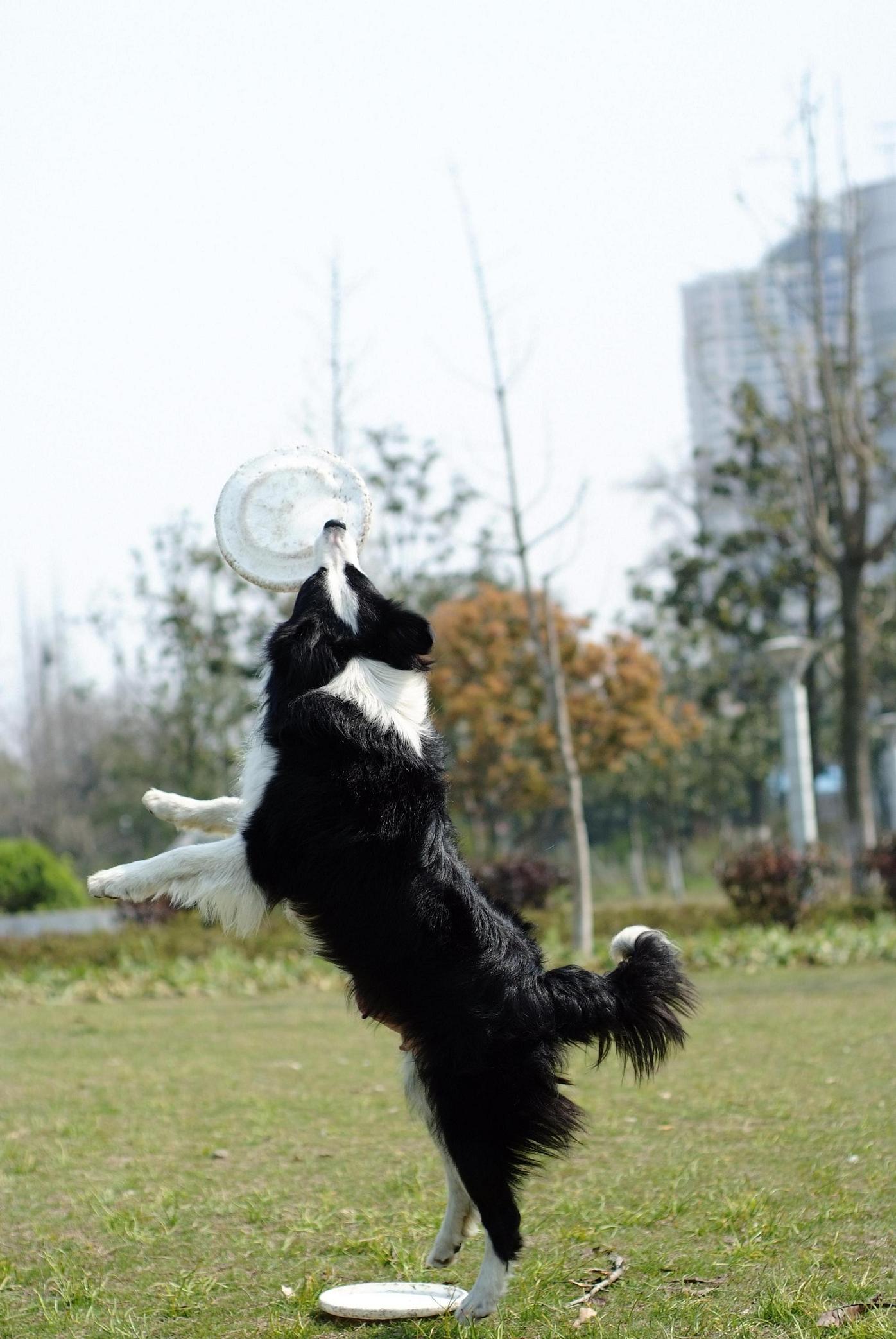 看看我家希茜的表演秀