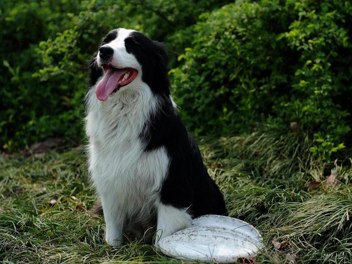 看看我家希茜的表演秀