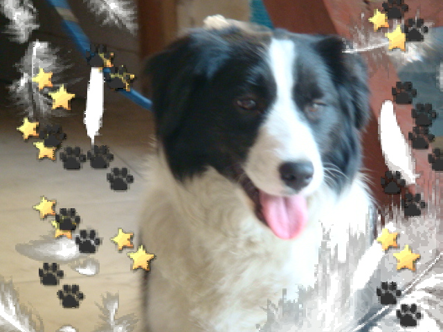 前天买的狗狗,喜欢狗狗的来标标呀