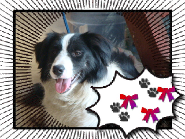 喜欢狗狗的，来看看我家希茜的表演秀