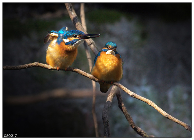 《小DC打翠鸟》