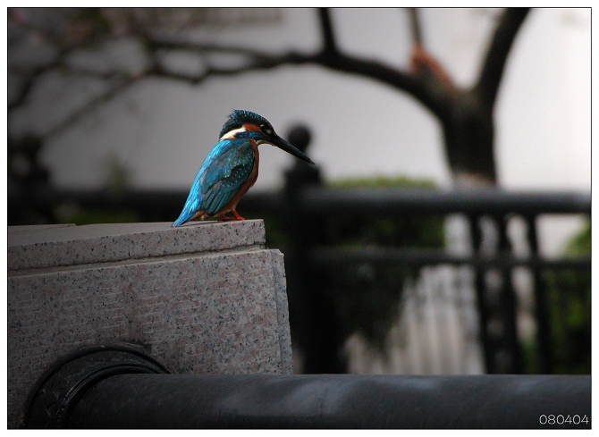 《小DC打翠鸟》