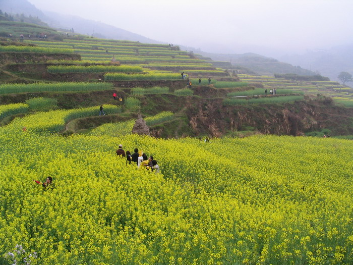 [原创]又见菜花黄－－清明江西婺源行