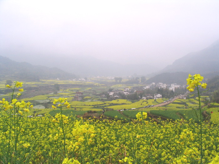 [原创]又见菜花黄－－清明江西婺源行