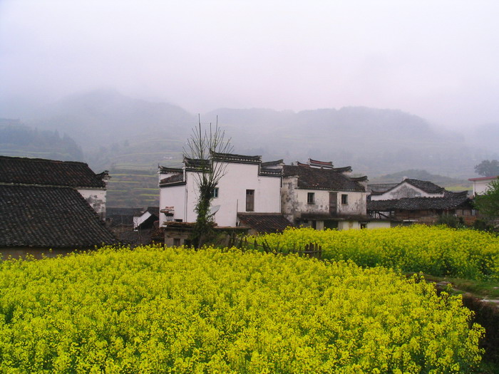 [原创]又见菜花黄－－清明江西婺源行
