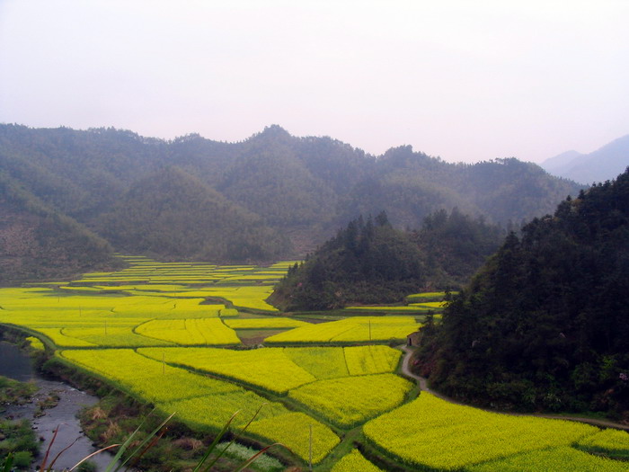 [原创]又见菜花黄－－清明江西婺源行