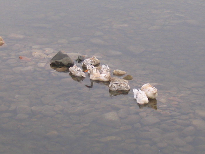 [原创]又见菜花黄－－清明江西婺源行