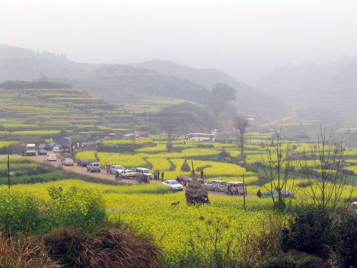 [原创]又见菜花黄－－清明江西婺源行