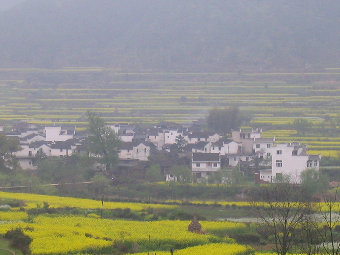 [原创]又见菜花黄－－清明江西婺源行