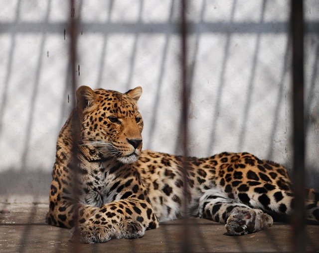 杂片(忧伤的豹~)