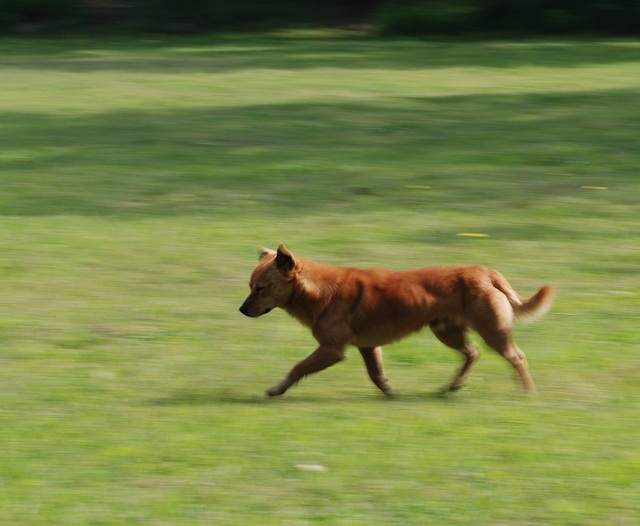 杂片(忧伤的豹~)