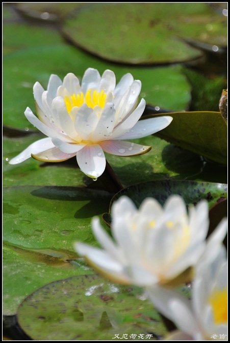 [原创]又见荷花开