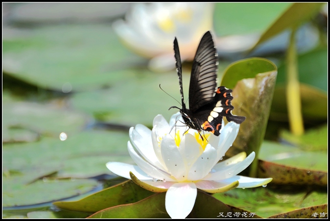 [原创]又见荷花开