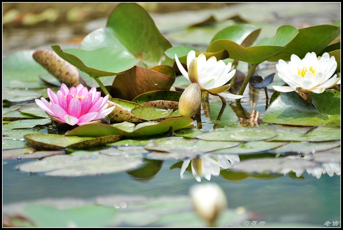 [原创]又见荷花开