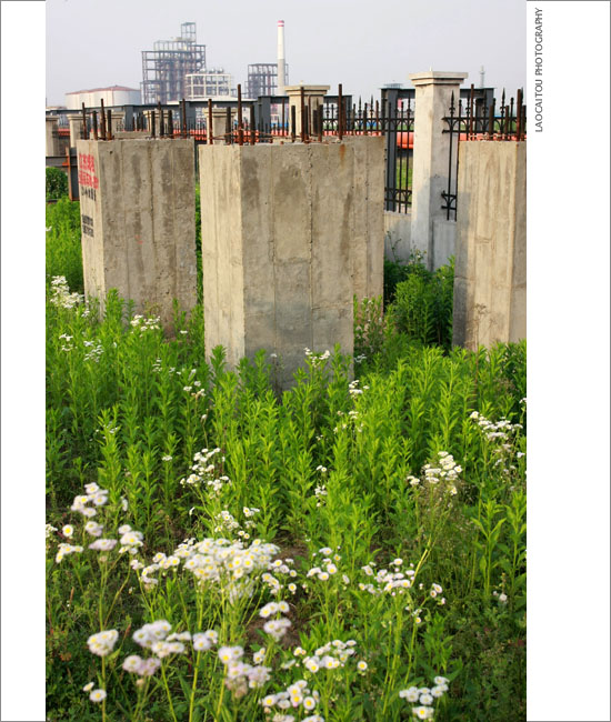 ~~~~长青沙，长青沙~~~~