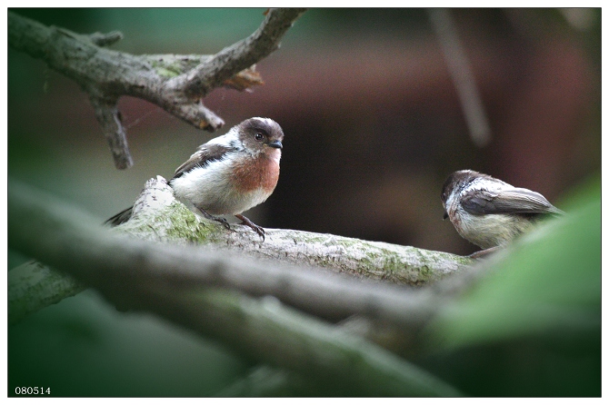 《拍到二只小可爱》