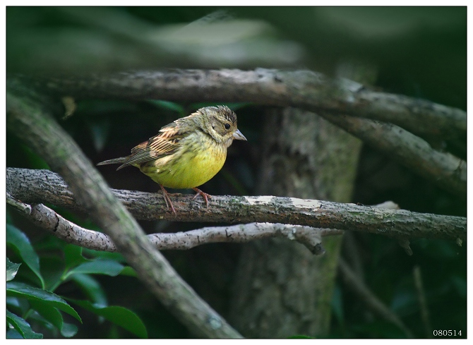 《拍到二只小可爱》