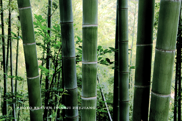 [原创]安吉图记