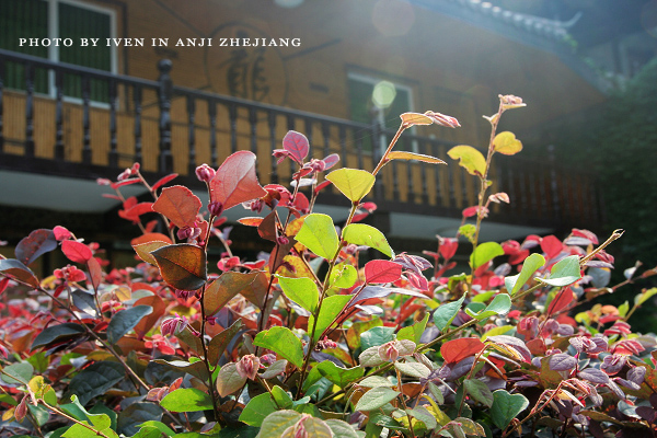 [原创]安吉图记