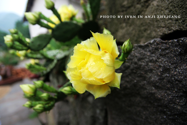 [原创]安吉图记