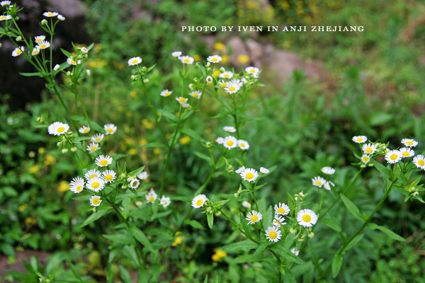 [原创]安吉图记