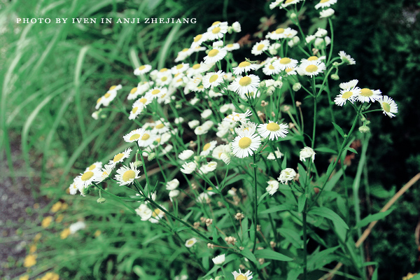 [原创]安吉图记