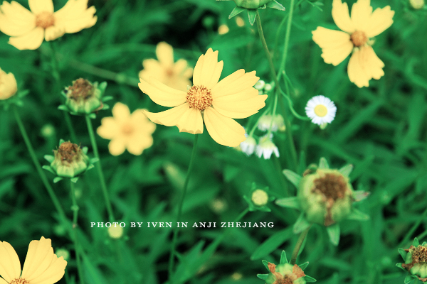 [原创]安吉图记