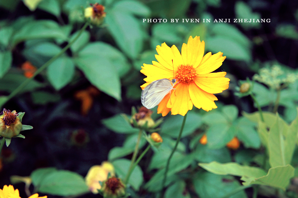 [原创]安吉图记