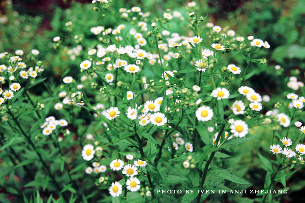 [原创]安吉图记