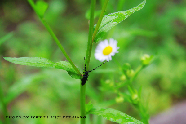 [原创]安吉图记