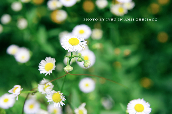 [原创]安吉图记