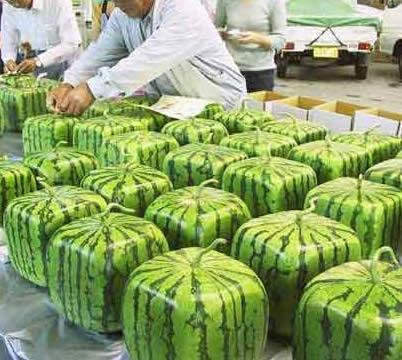 南通还不曾有这样的西瓜!