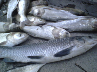 [公告]通州四安村支书野蛮的行动