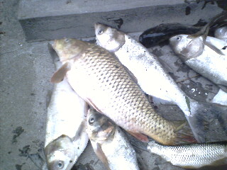 [公告]通州四安村支书野蛮的行动