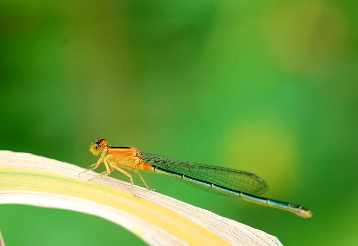 [原创]一组豆娘