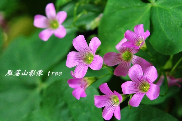 [原创]雁荡山影像