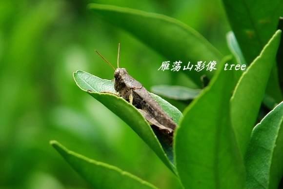 [原创]雁荡山影像