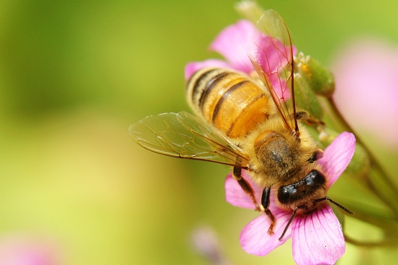 [原创]勤劳的小蜜蜂