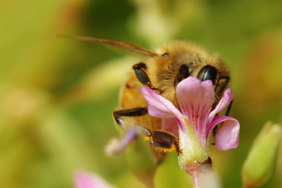 [原创]勤劳的小蜜蜂