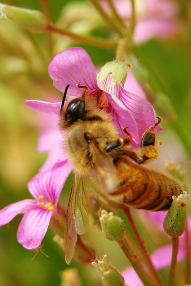 [原创]勤劳的小蜜蜂