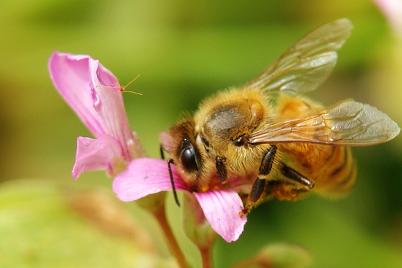 [原创]勤劳的小蜜蜂