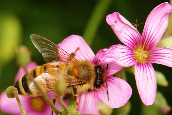 [原创]勤劳的小蜜蜂
