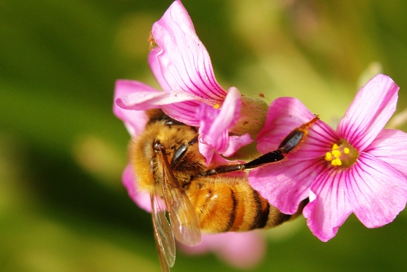[原创]勤劳的小蜜蜂