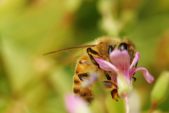 [原创]勤劳的小蜜蜂