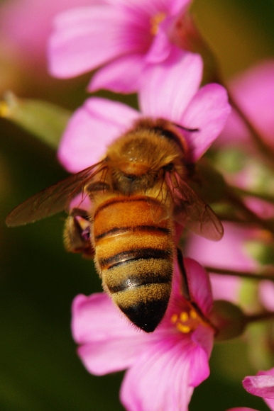 [原创]勤劳的小蜜蜂