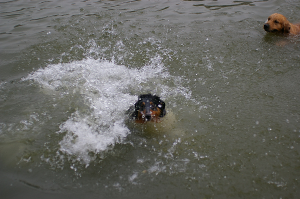~~~濠东绿地~那人~那狗