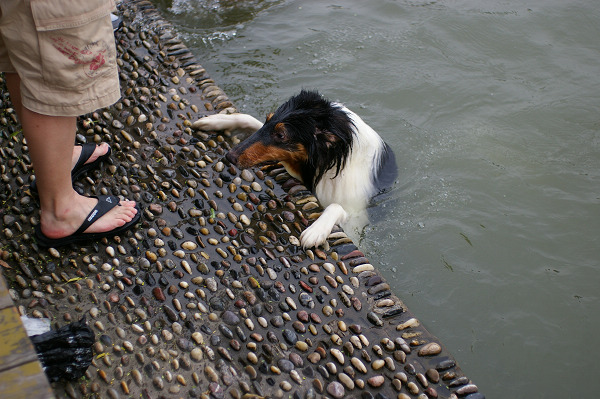 ~~~濠东绿地~那人~那狗
